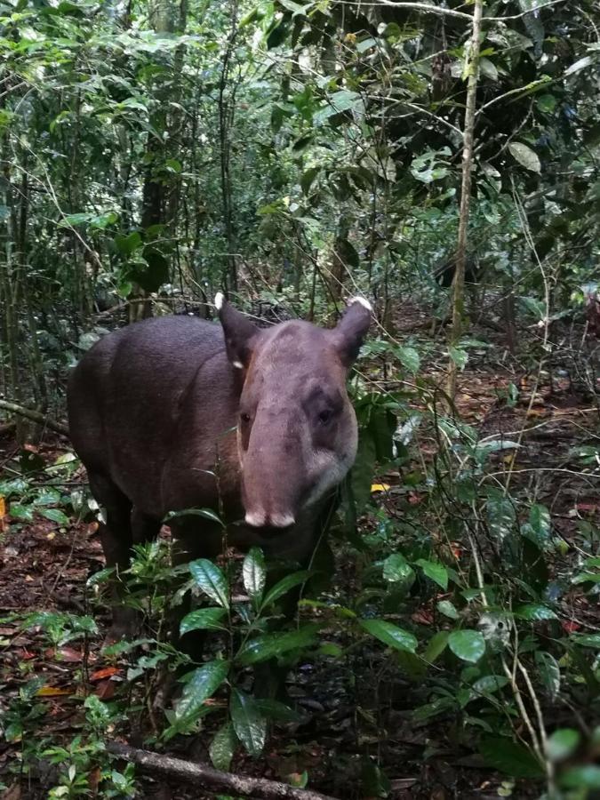 Yejos Jungle Lodge Dos Brazos Экстерьер фото